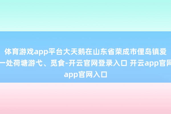 体育游戏app平台大天鹅在山东省荣成市俚岛镇爱莲湾一处荷塘游弋、觅食-开云官网登录入口 开云app官网入口